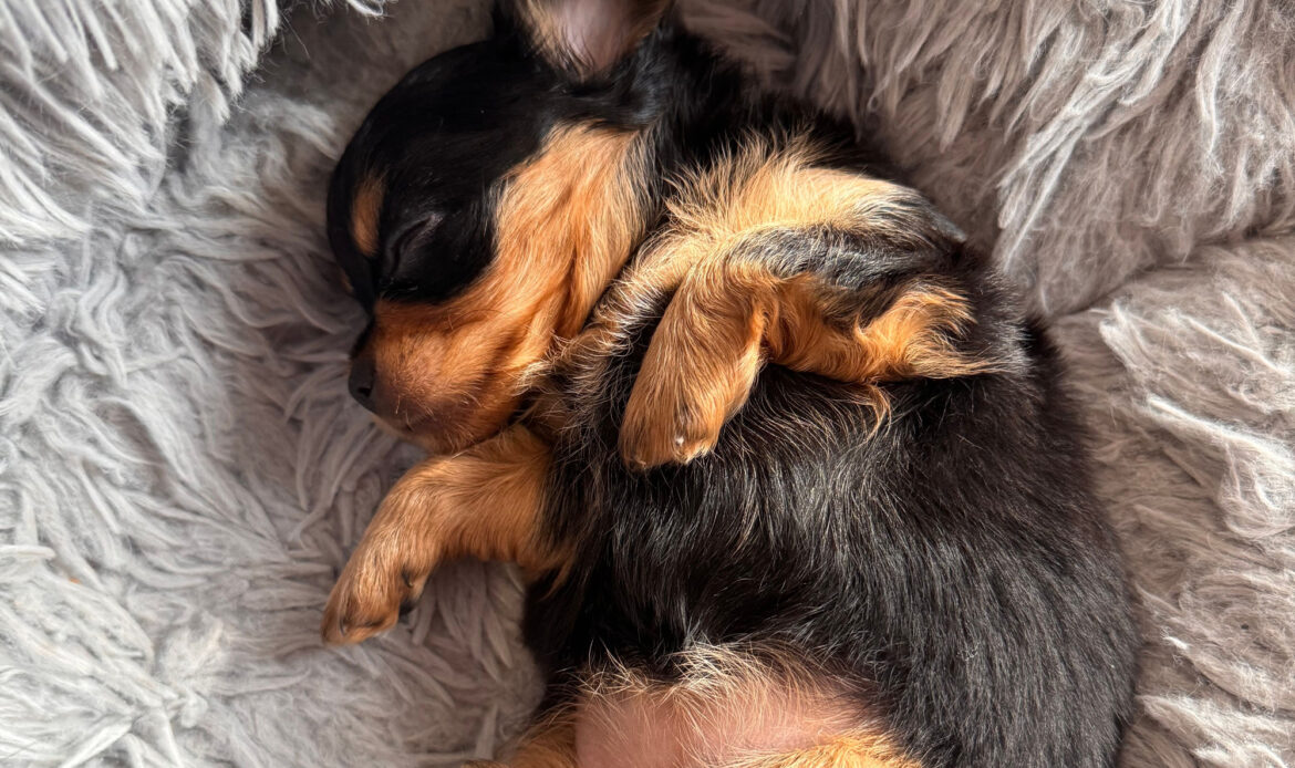 dogcation02
