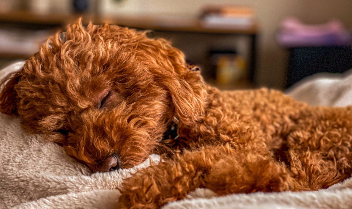 dogcation03