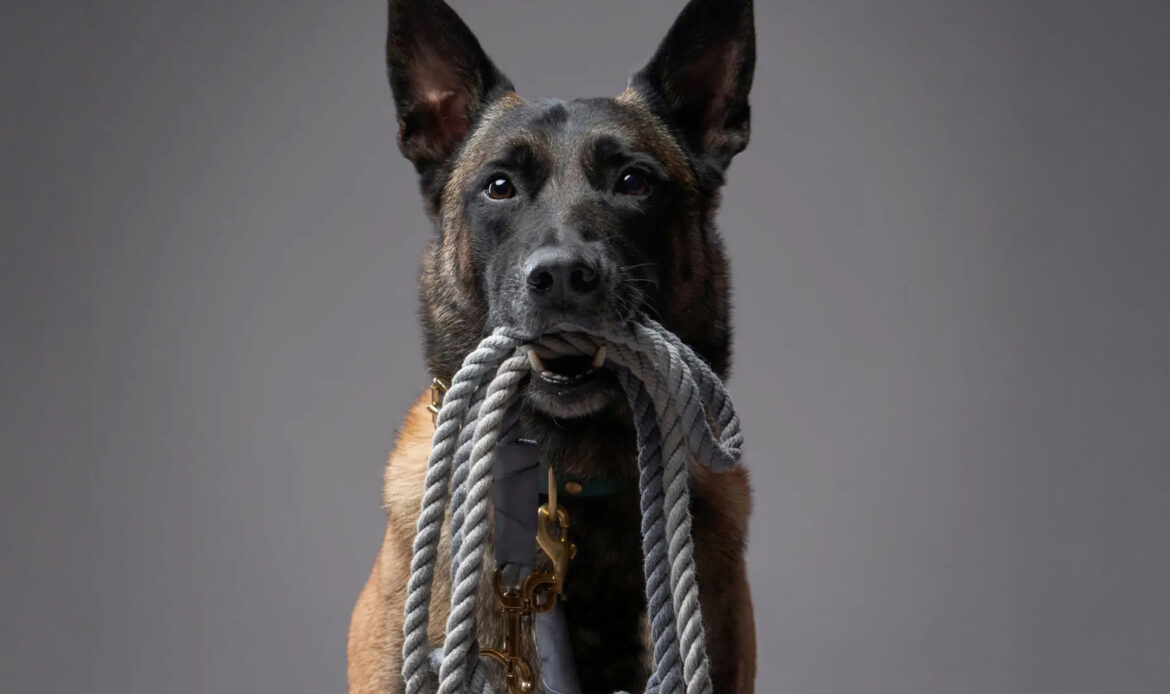 dogvolution01