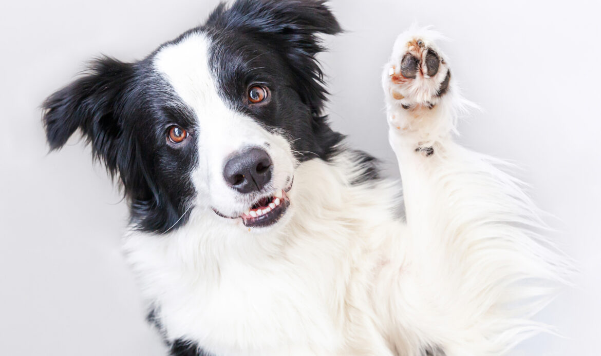 dogvolution02